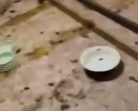 мертвые животные