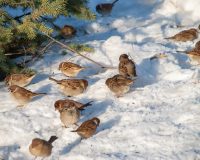 зима, воробьи