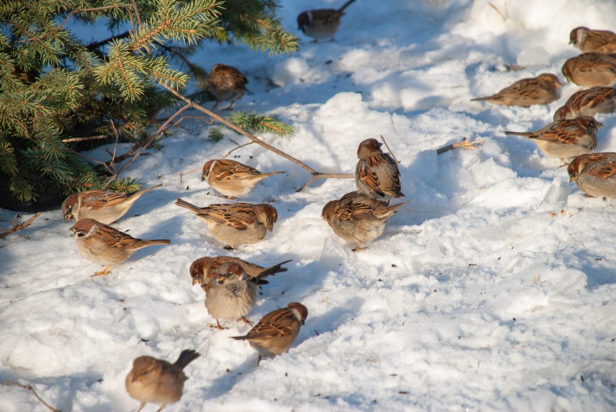 зима, воробьи
