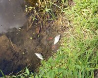 рыба мертвая