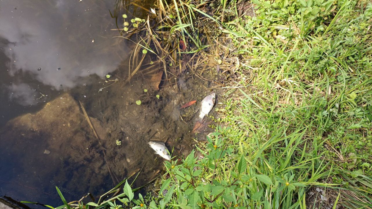 рыба мертвая