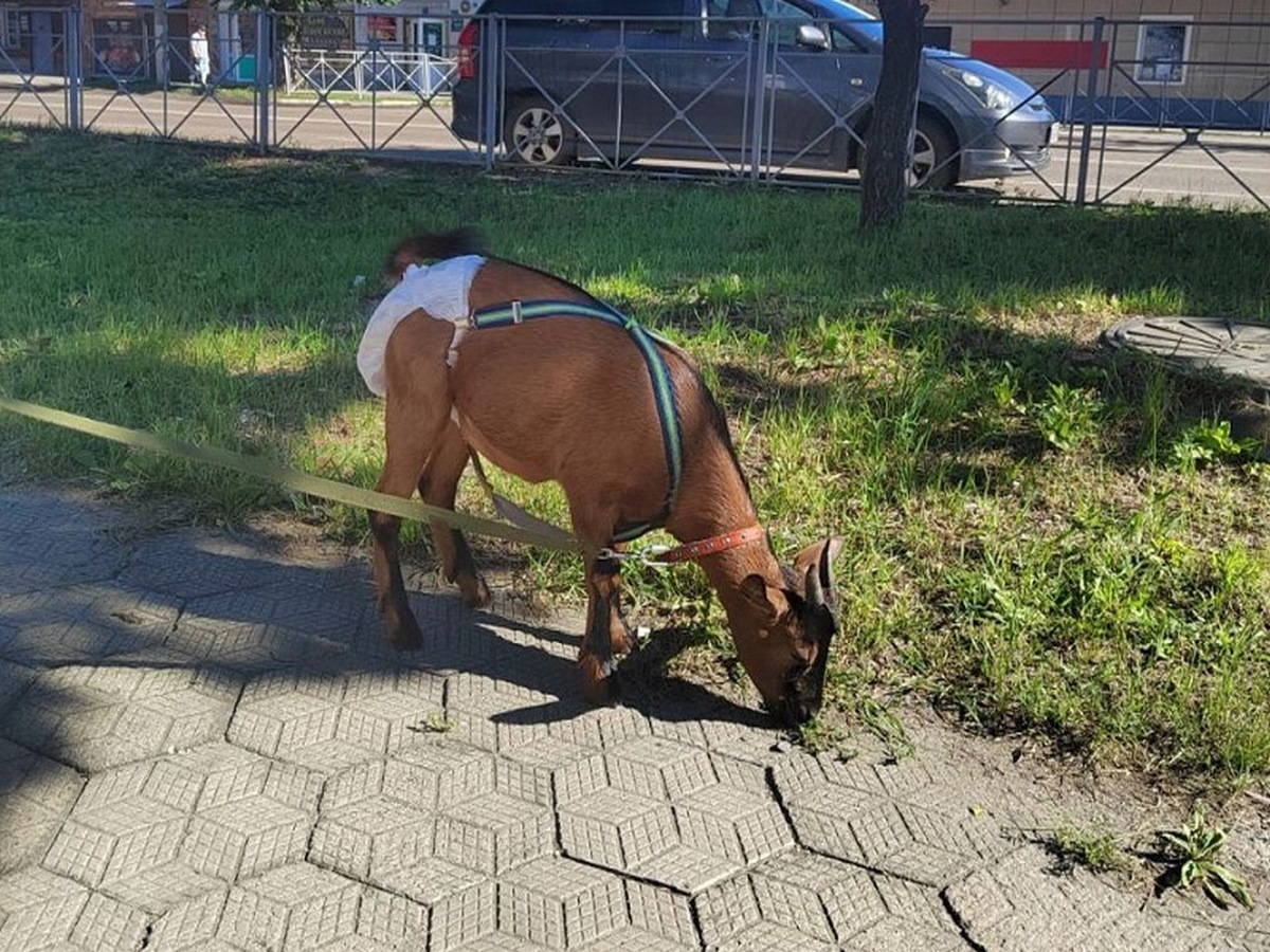 Амурская область