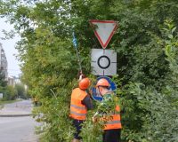 В Иванове завершают обрезку деревьев у дорожных знаков