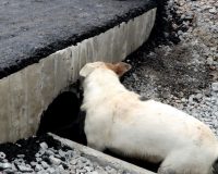 спасение собаки