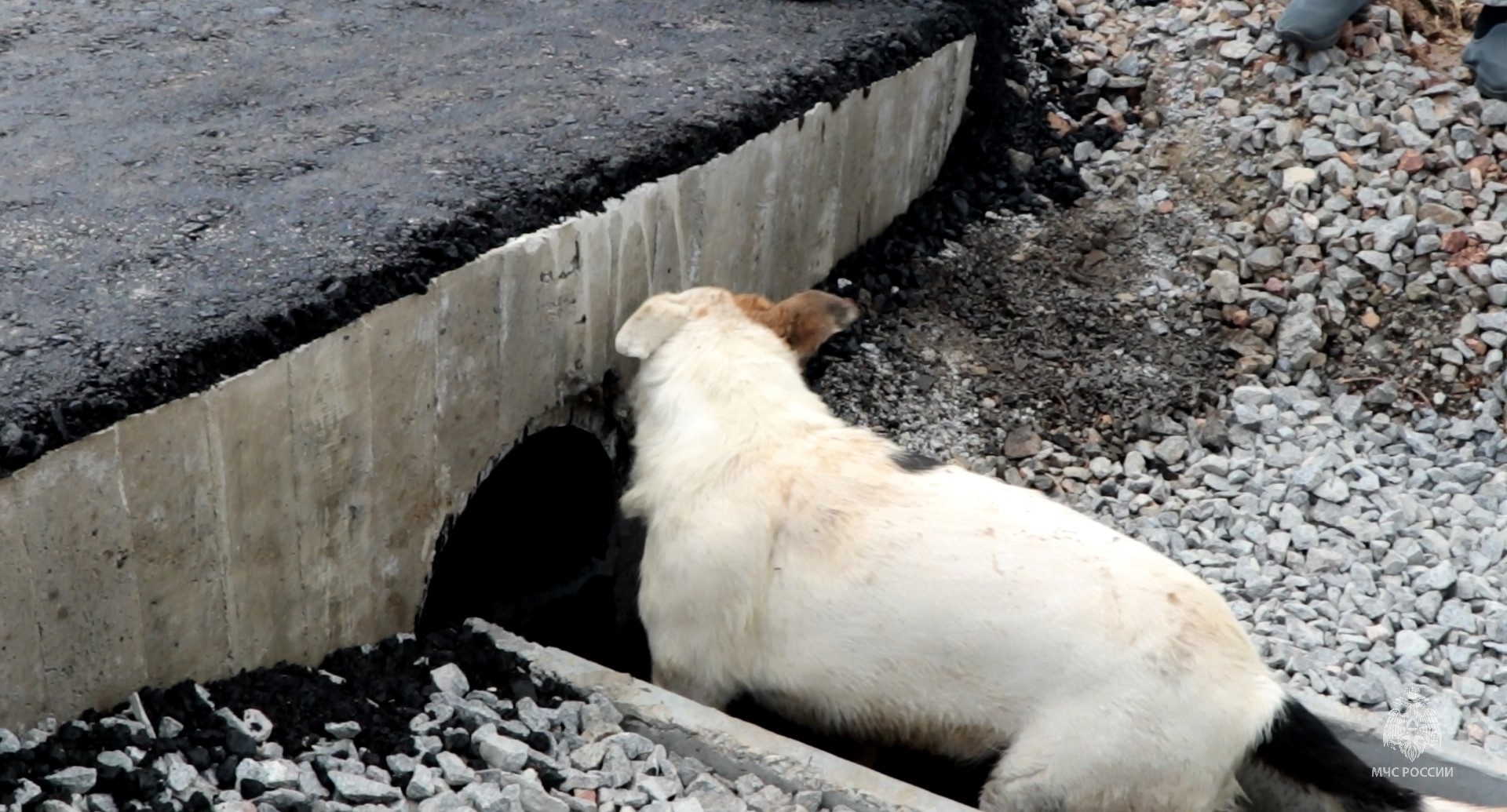 спасение собаки