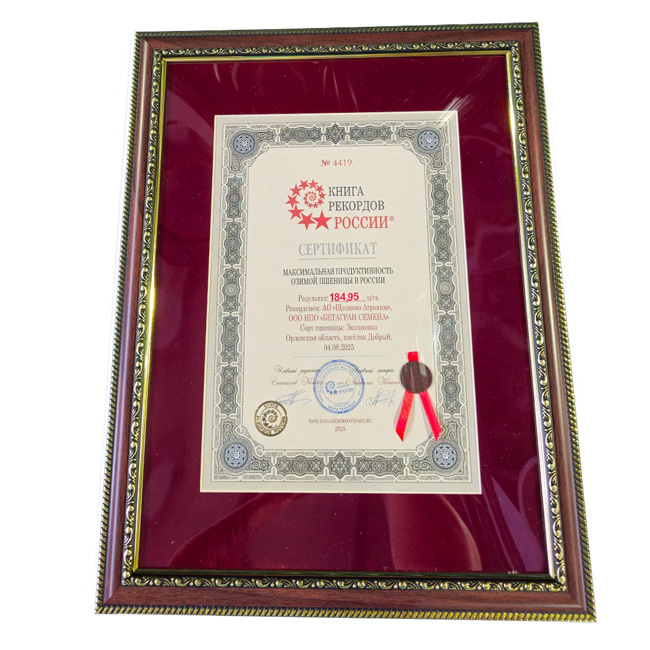 Озимая пшеница «Щёлково Агрохим» побила мировой рекорд