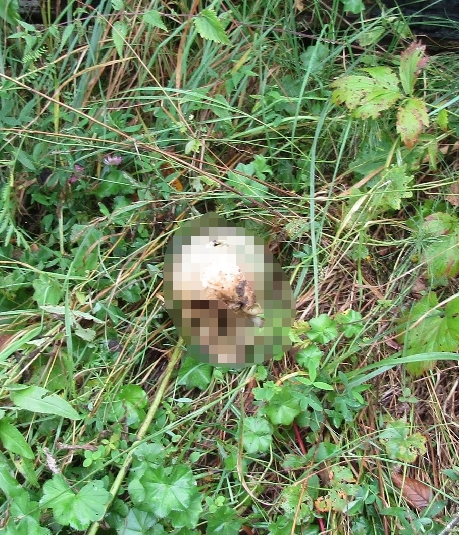 В Шуе обнаружили человеческий череп и останки лошади