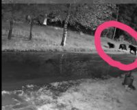 По улице новгородского посёлка Пролетарий бродила медведица с медвежатами