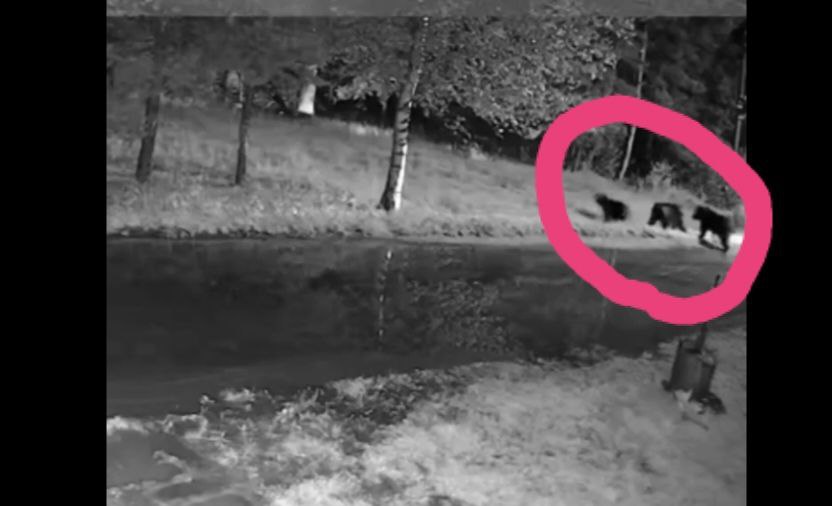 По улице новгородского посёлка Пролетарий бродила медведица с медвежатами