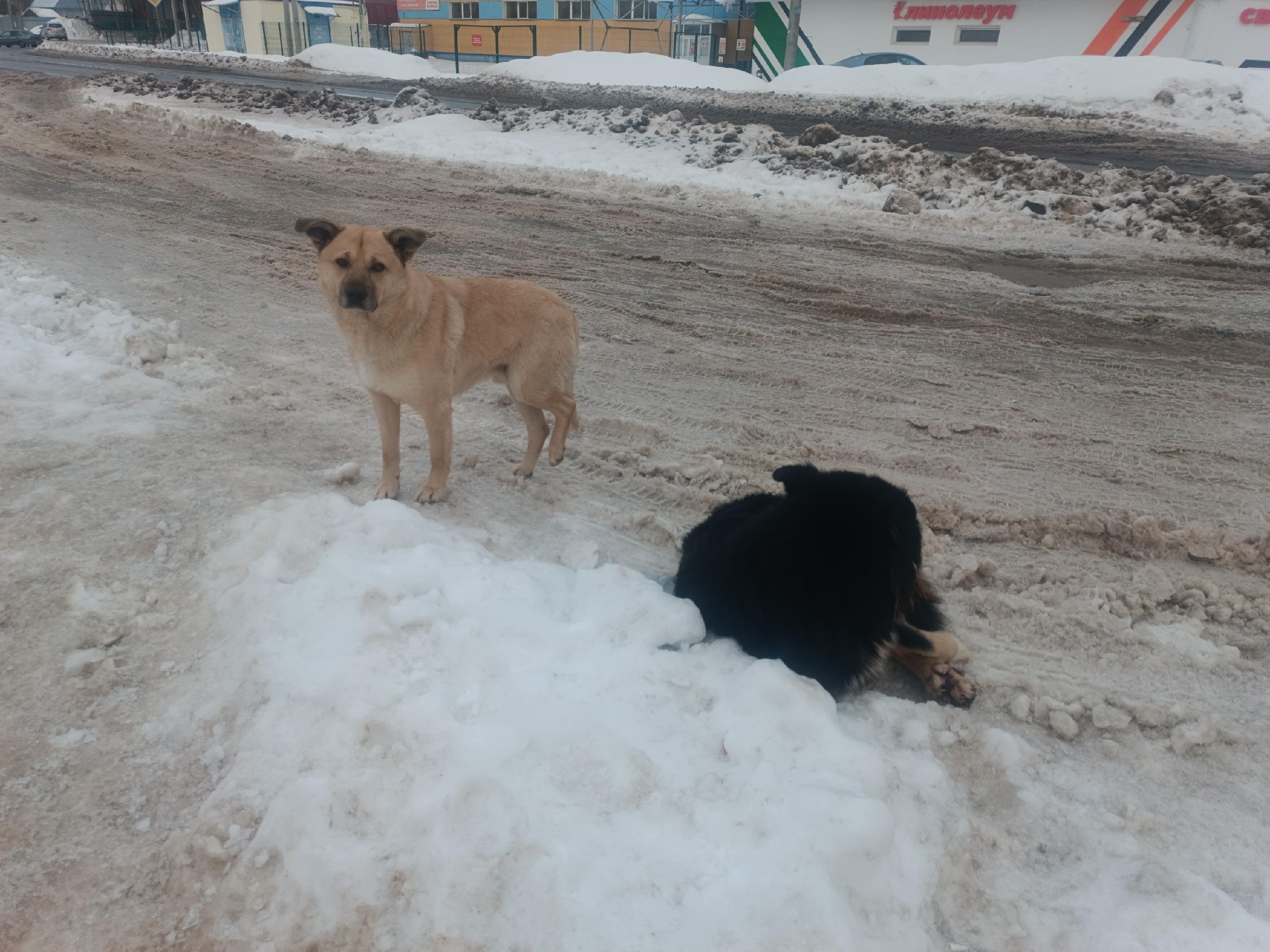 В Пестяках на ребенка напала бездомная собака