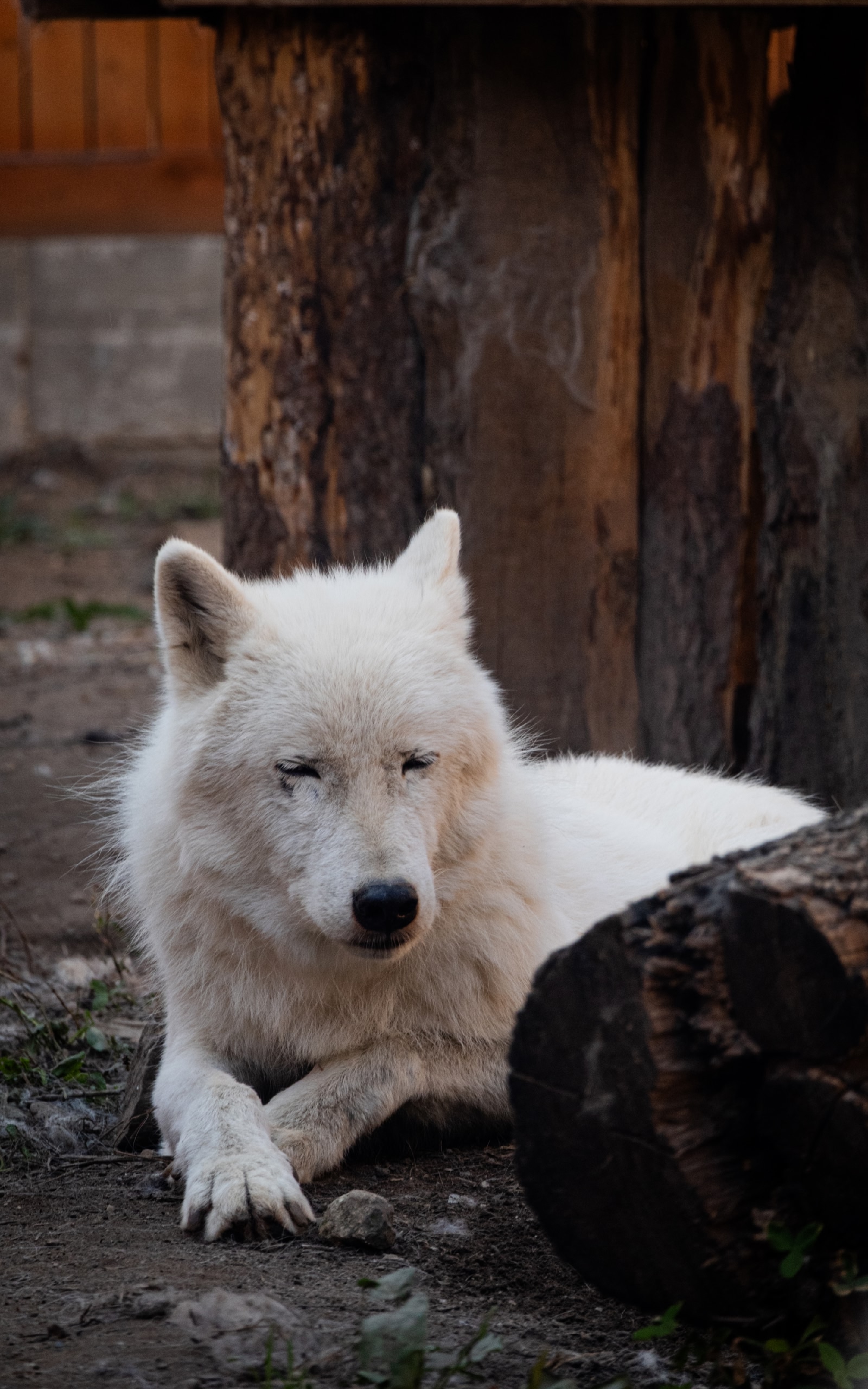 Пенсионеры смогут бесплатно посетить зоопарк в Иванове