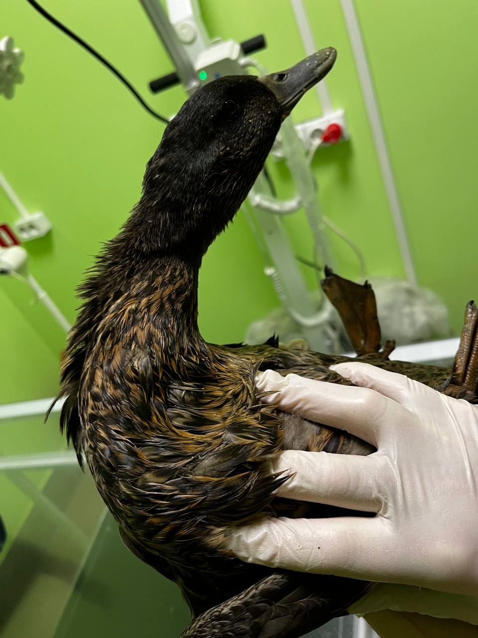 Спасенная в Иванове утка вернулась в дикую природу после лечения