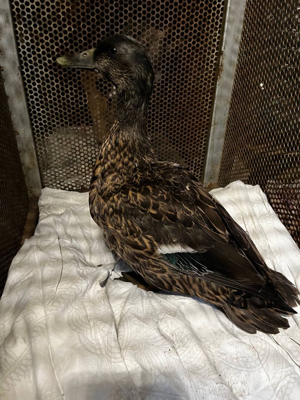 Усилия ветеринаров увенчались успехом – утка полностью выздоровела. 22 сентября ее выпустили в естественную среду обитания, где она вновь обрела свободу.