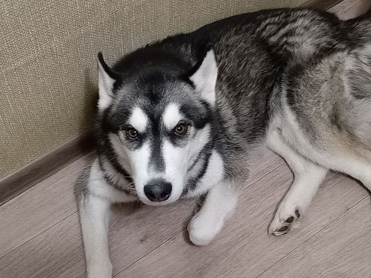 Можем ли мы привлечь к ответственности владельца пса, выгуливающего пса без намордника?