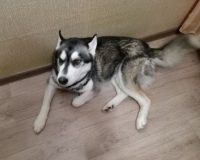 В Новгородской области суд сурово наказал разбушевавшегося хаски по кличке Рич