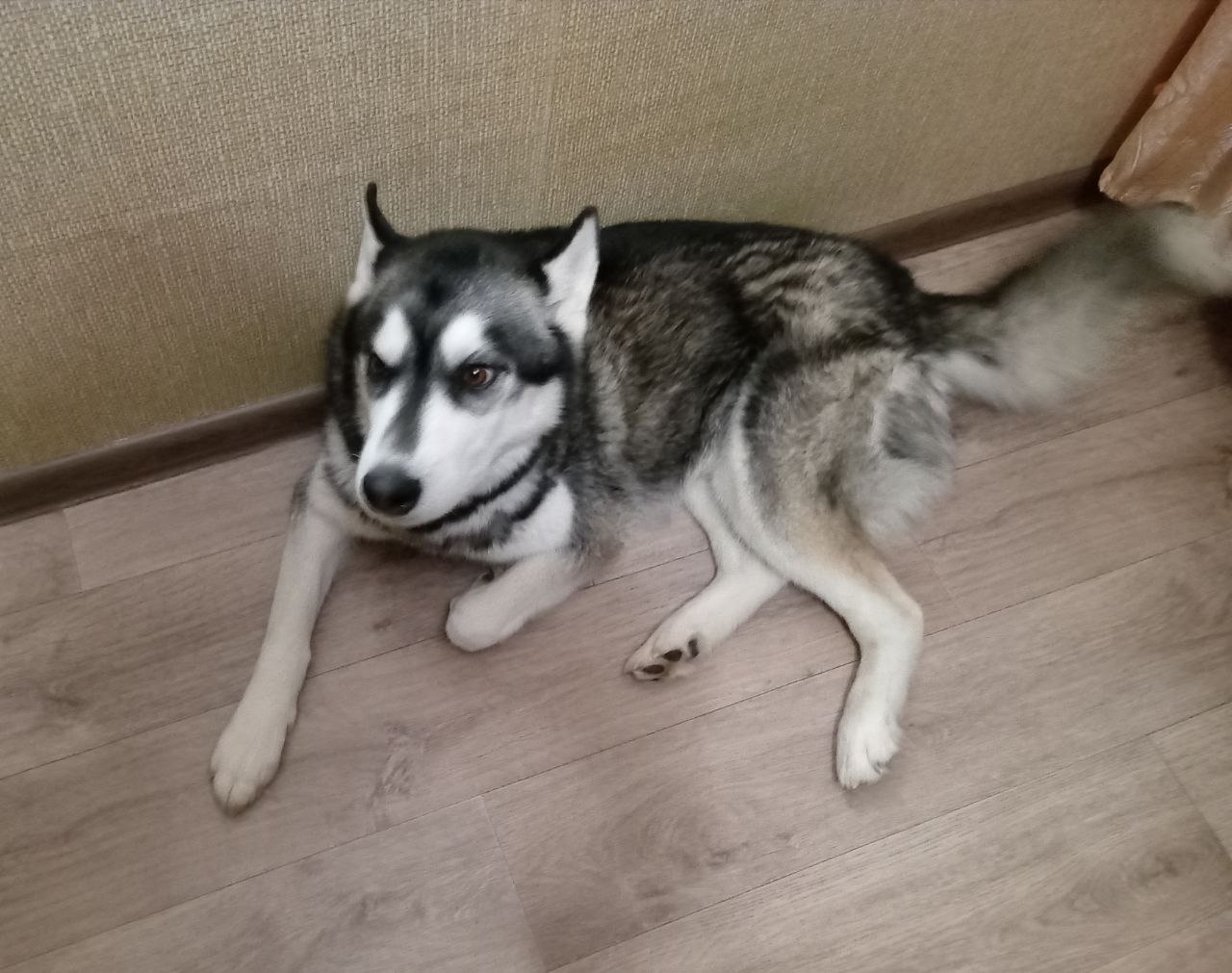 В Новгородской области суд сурово наказал разбушевавшегося хаски по кличке Рич