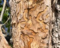 В Ростове оценивают последствия нашествия опасных насекомых