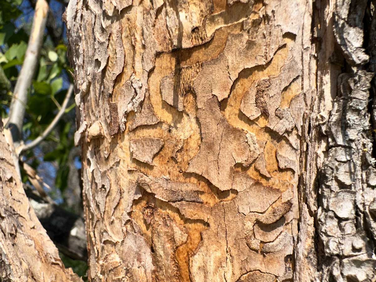 В Ростове оценивают последствия нашествия опасных насекомых