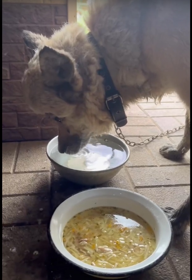 Пропавшего 23-летнего пса Мишу спасли из болота в Иванове