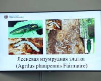 В Ростове взялись защитить ясени от опасного насекомого-вредителя