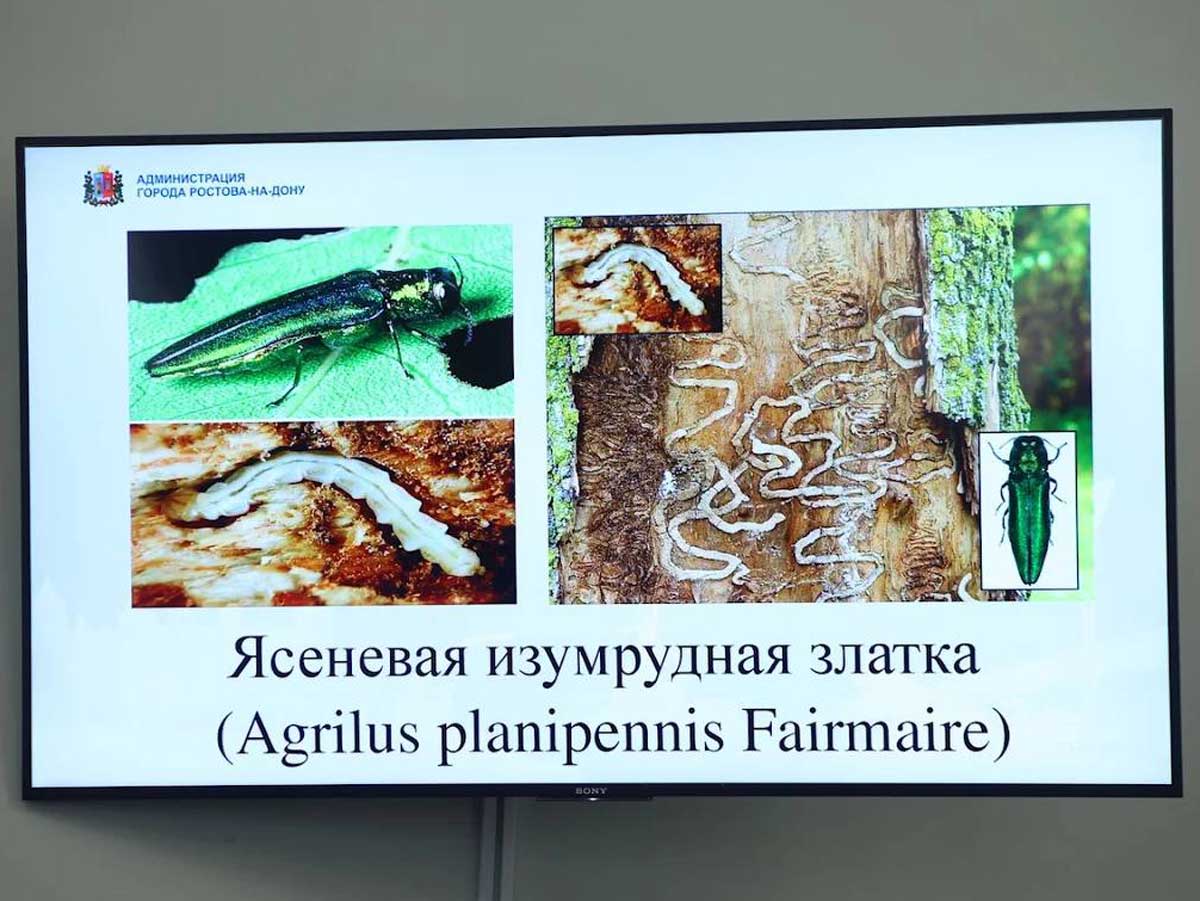 В Ростове взялись защитить ясени от опасного насекомого-вредителя