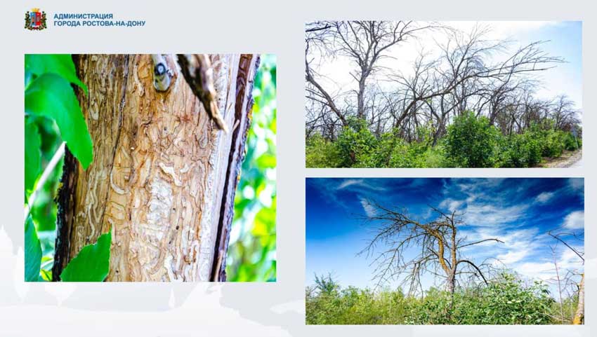В Ростове взялись защитить ясени от опасного насекомого-вредителя