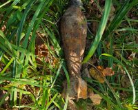 Под Тамбовом грибник нашел в лесу под деревом минометную мину