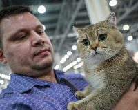 кот и человек