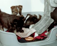 Женщина кормит щенят