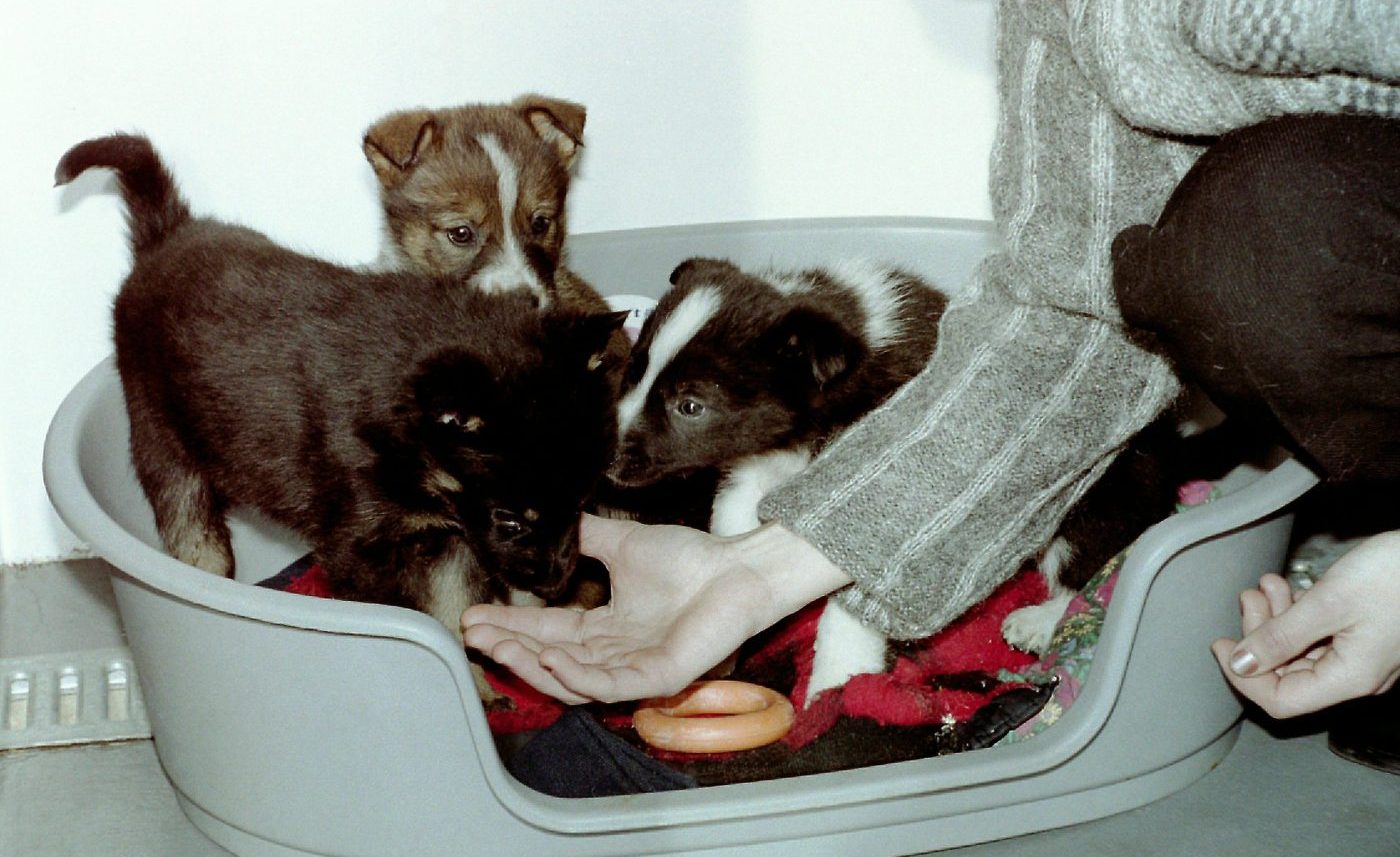 Женщина кормит щенят