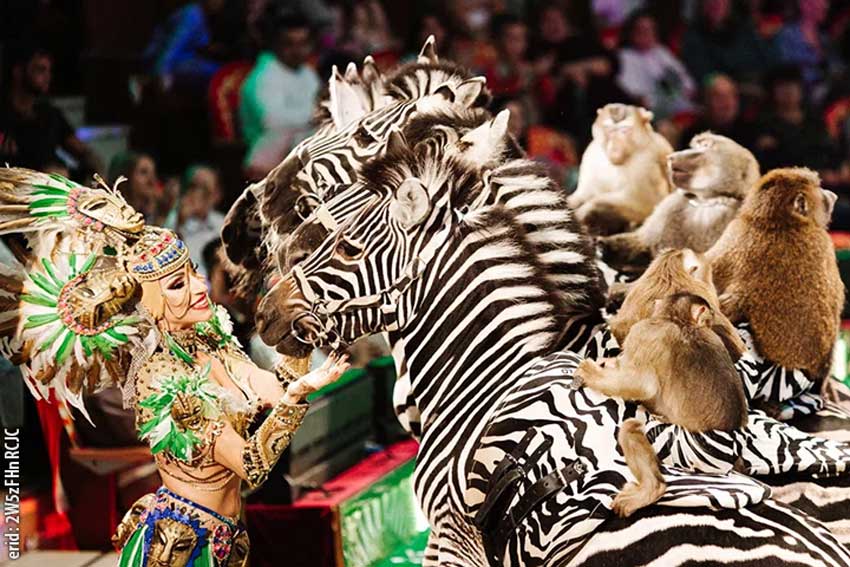 «Бурлеск» - на ярославском манеже