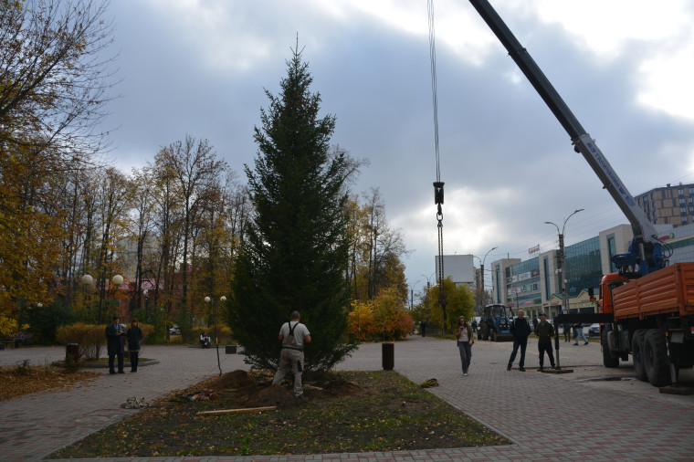 В Иванове появилась величественная ель в рамках благоустройства сквера