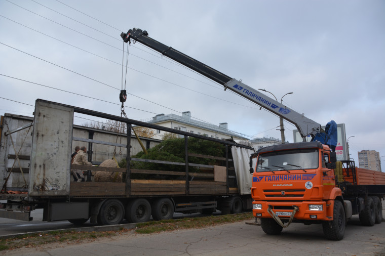 В Иванове высадили величественную ель в сквере «Молодежный»