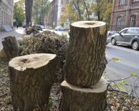 В Иванове на центральных улицах вырубили аварийные деревья