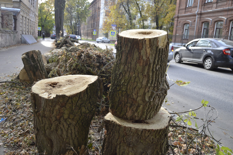 В Иванове на центральных улицах вырубили аварийные деревья