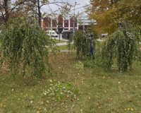 В Иванове в Троицком сквере специалисты провели оздоровительную обрезку деревьев