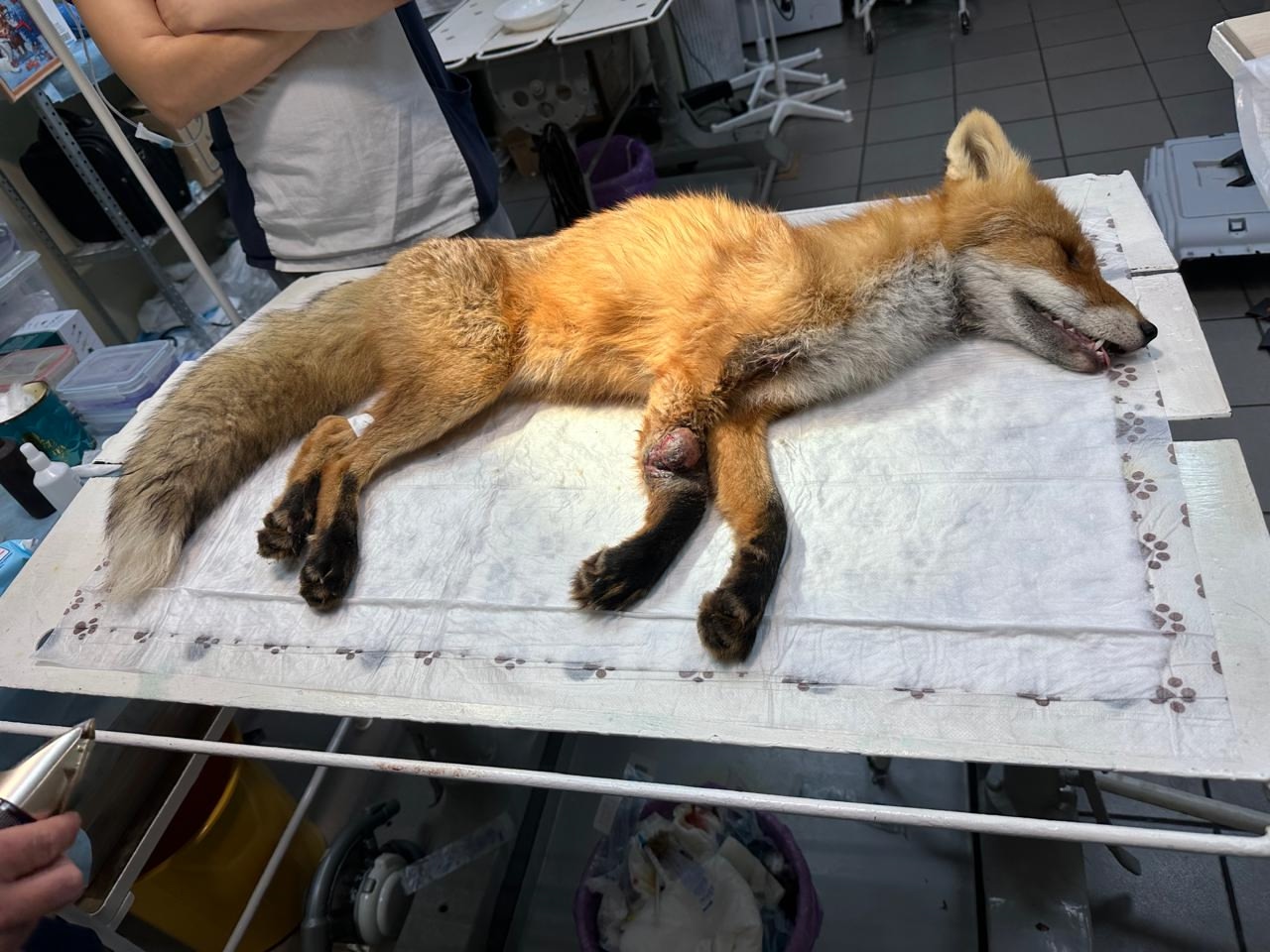 В Пучежском районе лисице, попавшей в капкан, требуется ампутация