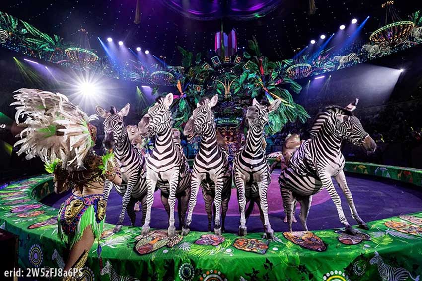 «Бурлеск» в ярославском цирке