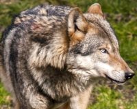 хищный зверь в лесу