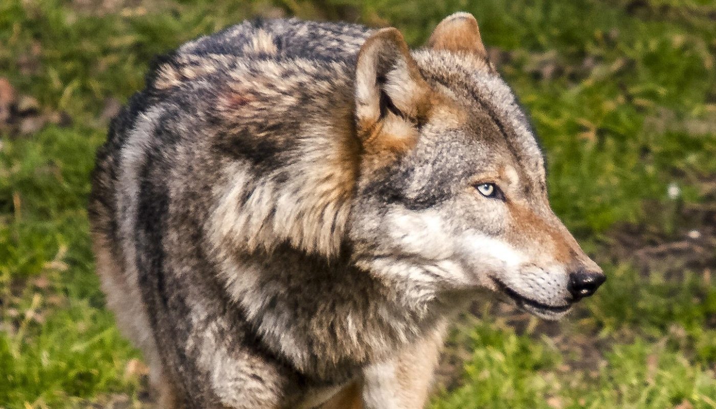 хищный зверь в лесу