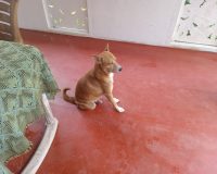 Собака бывает кусачей