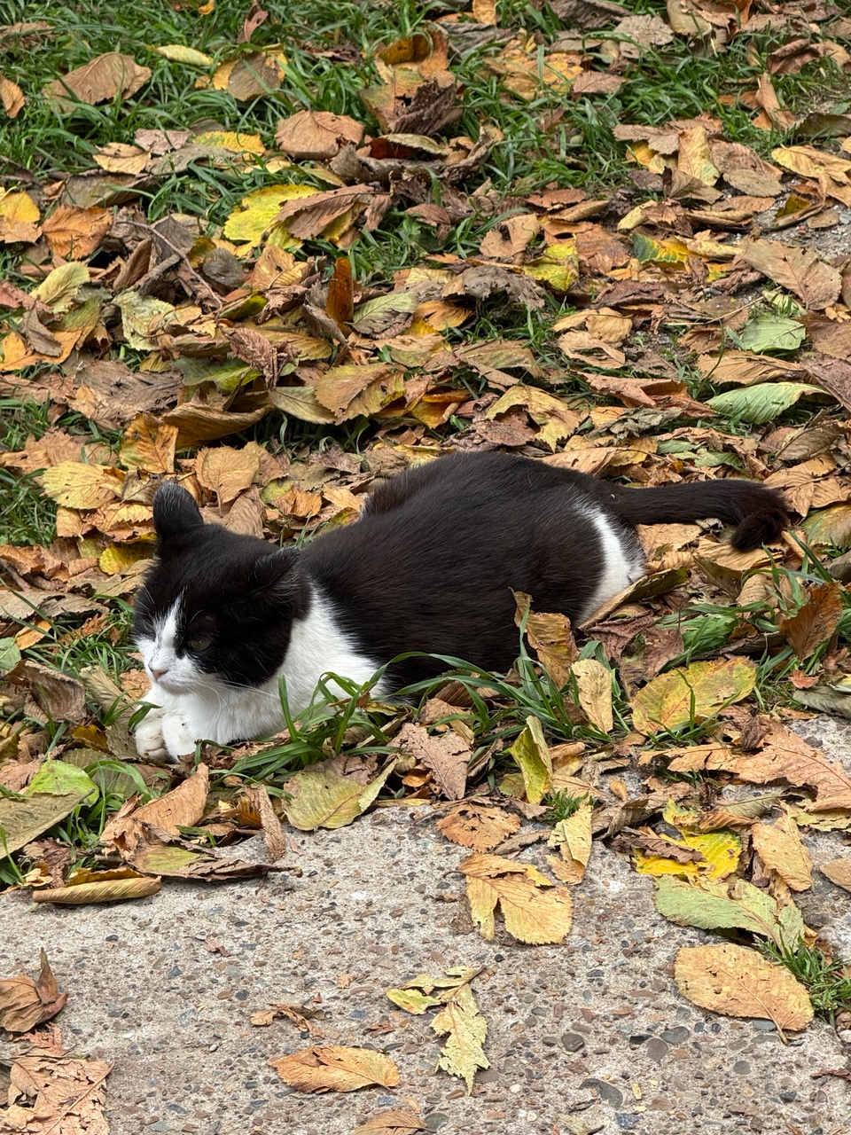В Вичуге женщина лишилась денег, когда пыталась спустить кошку с дерева