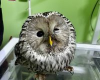 В реабилитационный центр «Легенда» доставили сову, пострадавшую на трассе