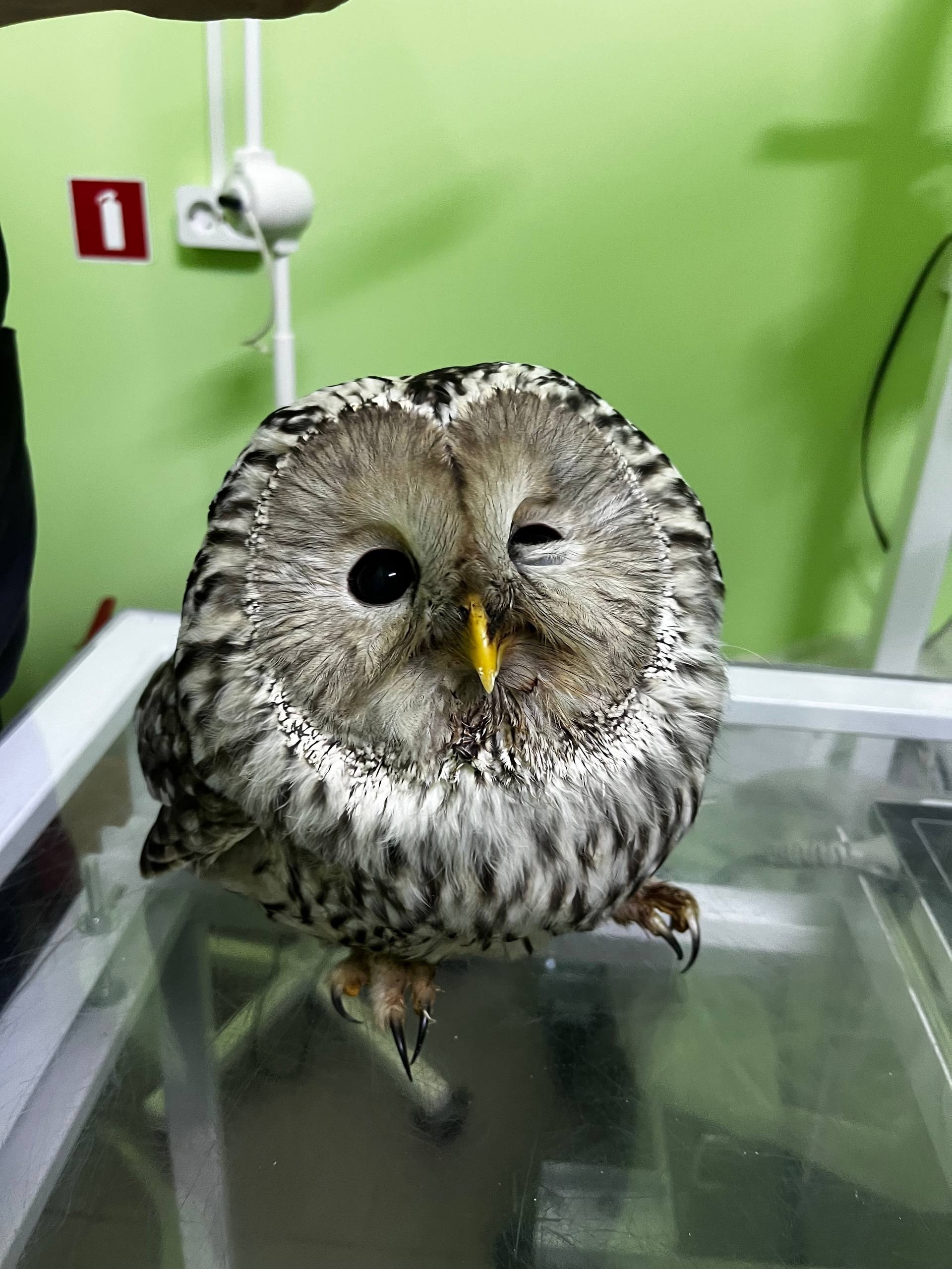 В реабилитационный центр «Легенда» доставили сову, пострадавшую на трассе