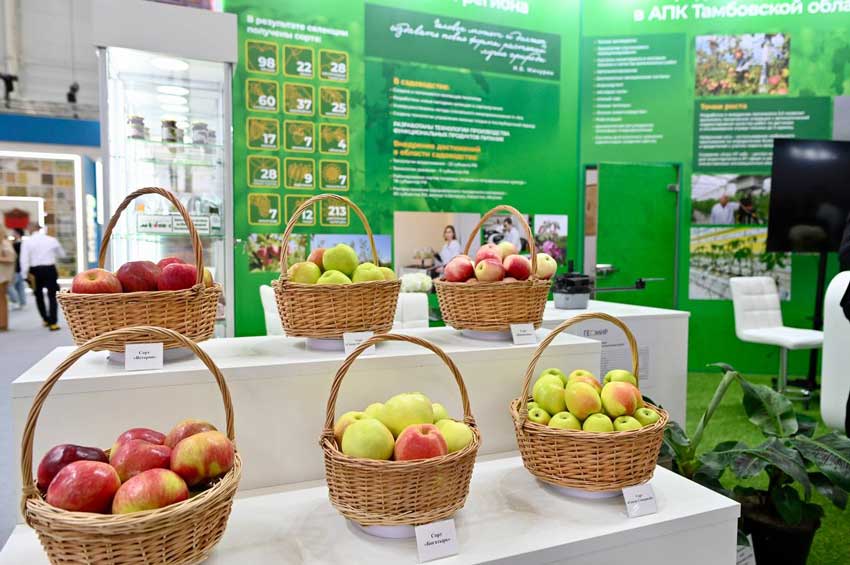 Золото «Золотой осени»