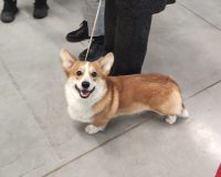 В Пучеже взыскали компенсацию с владельца собаки за нападение на ребенка