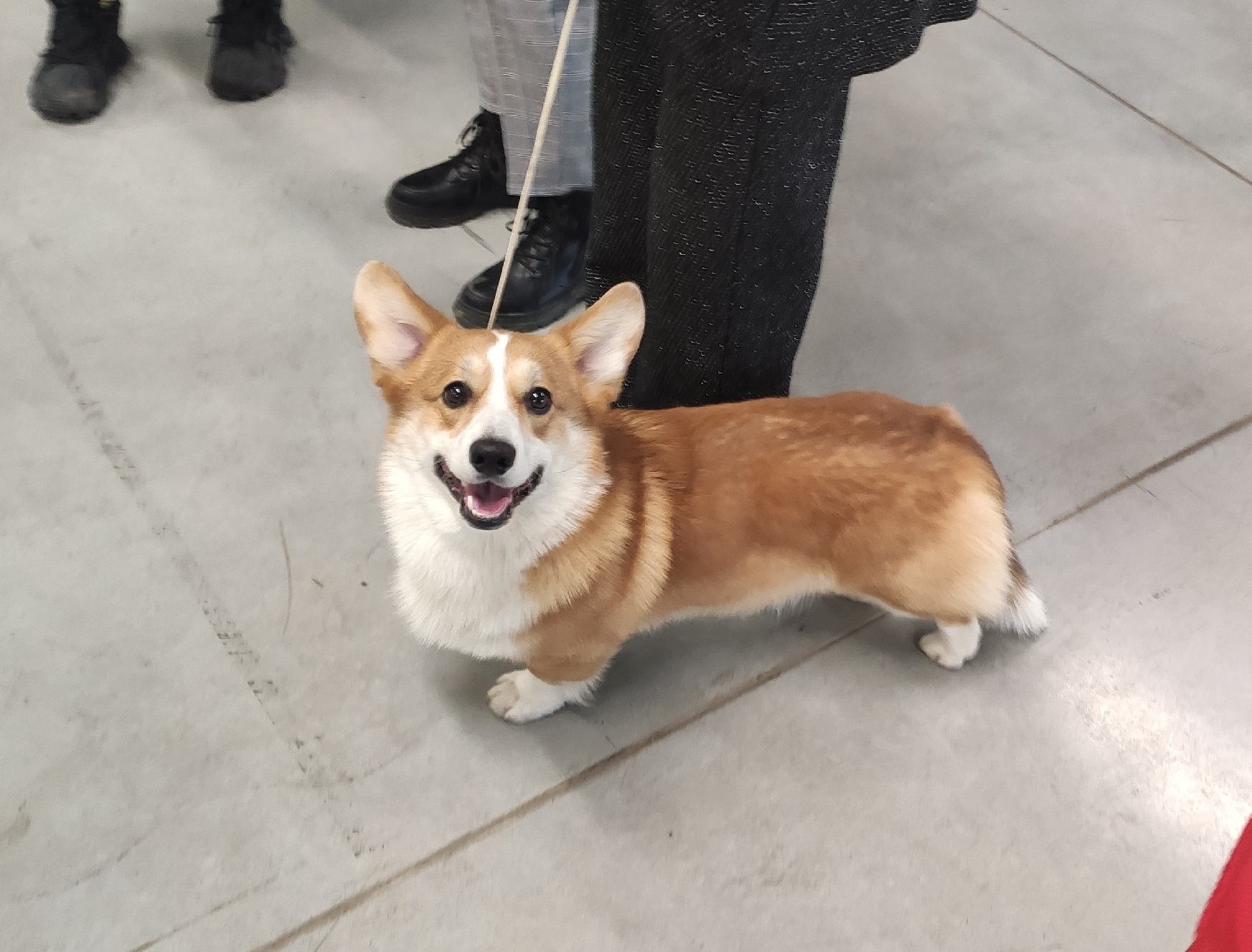В Пучеже взыскали компенсацию с владельца собаки за нападение на ребенка