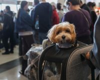 «Бобик, место!»: как питомцу лететь в самолете на соседнем кресле