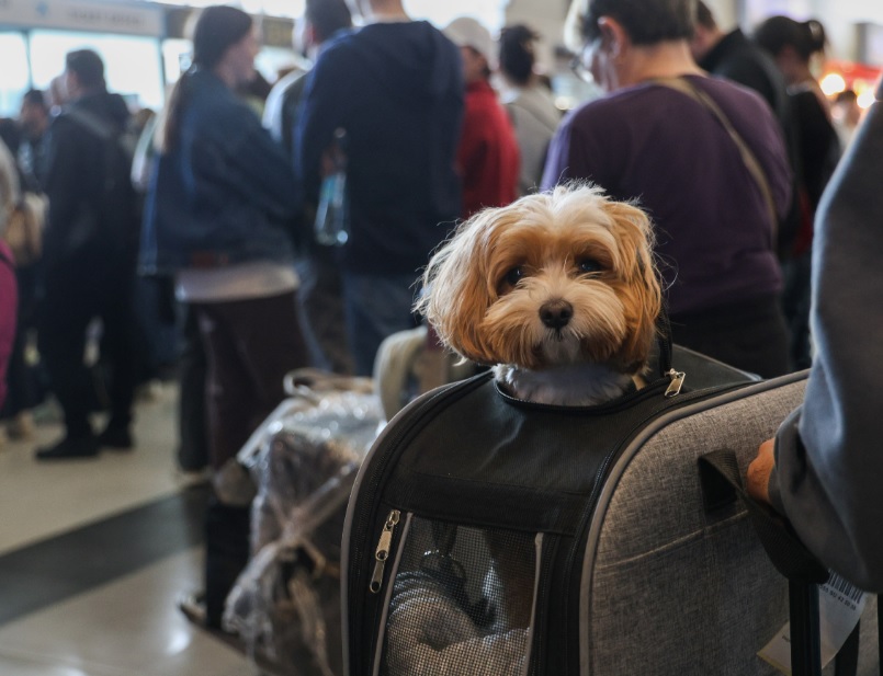 «Бобик, место!»: как питомцу лететь в самолете на соседнем кресле