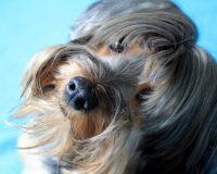 Пьяный туляк пришел на разборки к бывшей жене и убил ее собаку